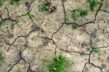 Texture of yellow withered earth with cracks and green grass HDR effect