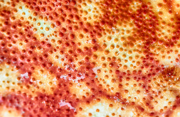 abstract background texture from shell crab