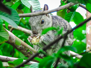 Squirrel climbing a tree eating fresh fruit