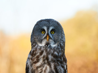 Great Grey Owl