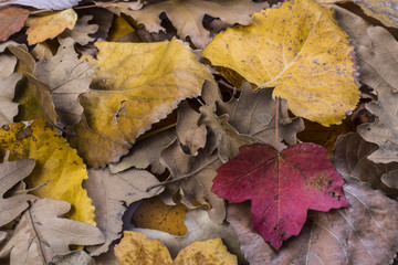 Hojas de otoño