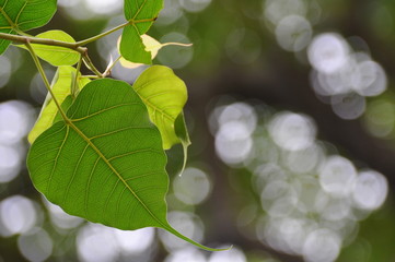 Bodi leaf on Tree