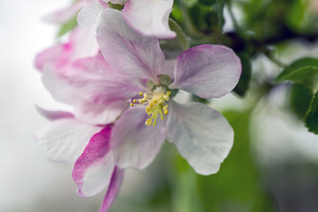 blooming apple tree