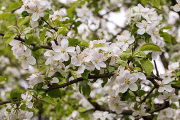 apple tree blooming branches