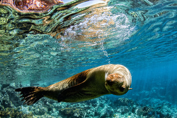 Fototapeta premium lew morski pod wodą podczas nurkowania w morzu cortez