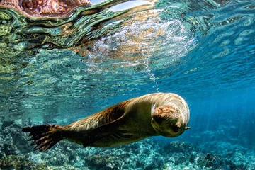 Foto op Canvas sea lion seal underwater while diving in cortez sea © Andrea Izzotti