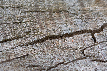 Holztextur