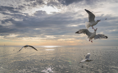 Seagull bird at Bang pu