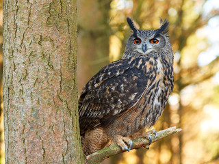 Eagle Owl