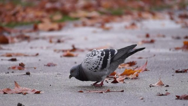 Tauben suchen Futter im Herbst