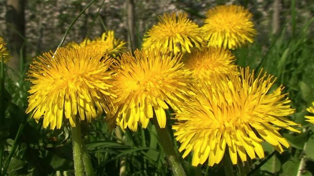Windstille - kaum Bewegung beim L&ouml;wenzahn