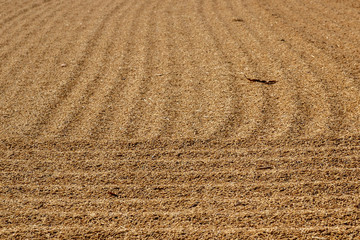 Make Paddy dry,  Thailand about rice prices drop and the moistur