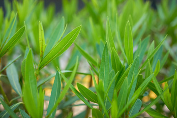 natürlicher grüner Hintergrund