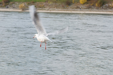 Möwe fliegt am Himmel