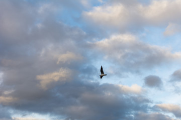 Möwe fliegt am Himmel