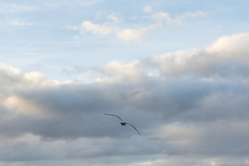 Möwe fliegt am Himmel
