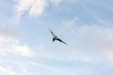 Möwe fliegt am Himmel