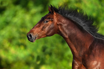 Beautiful horse portrait run on green background