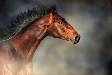 Obraz premium Bay stallion with long mane portrait in motion against dark background