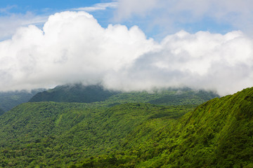 Rainforest landscape in Monteverde Costa Rica