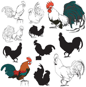 Vector illustrations of chickens and roosters in color and black and white, hand drawn and silhouette