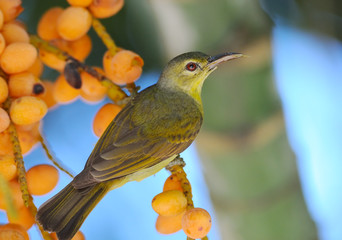 Female Brown-throated Sunbird