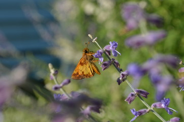 Copper colored Skipper moth on purple Russian Sage 