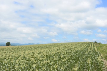 Fototapeta na wymiar 北海道のトウモロコシ畑