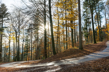 Wald mit farbigem Baum und Strasse und Sonne