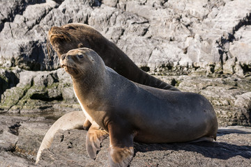 Sea lions on isla in  beagle channel near Ushuaia (Argentina)