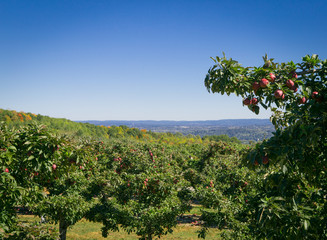Fototapeta na wymiar Apple farm on hill overlooking Hudson Valley