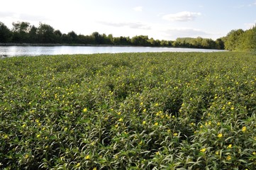 Louet river in Anjou