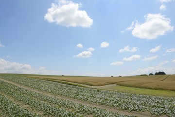 Fototapeta na wymiar 北海道のイモ畑