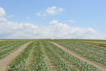 Fototapeta na wymiar 北海道のカボチャ畑