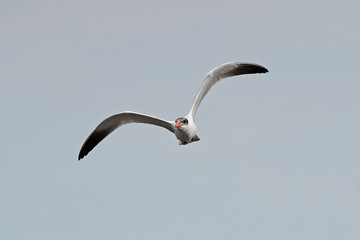 Caspian tern (Hydroprogne caspia)