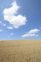 麦畑と青空