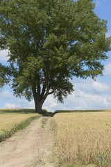 北海道美瑛町の哲学の木