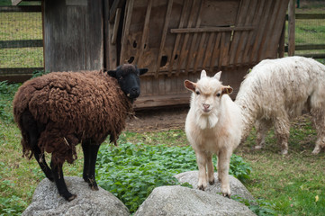 mouton et chèvre dans une ferme