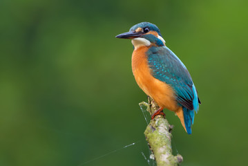 Common kingfisher perched for hunting