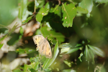 Fauna isola di Sardegna