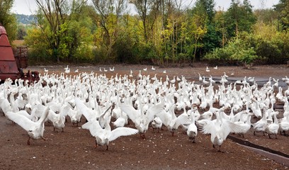 Herd of white geese