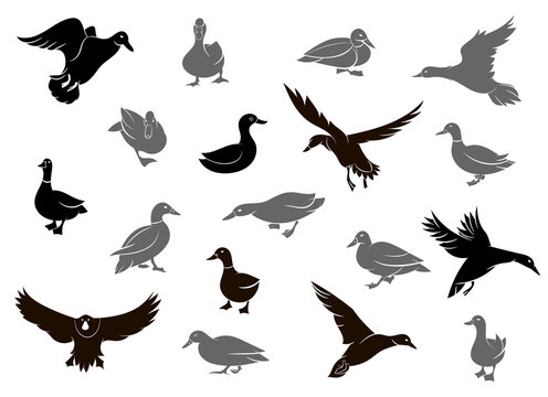 Duck silhouettes isolated on the white background.