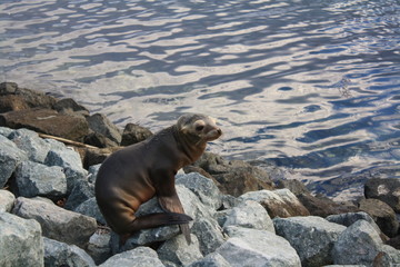 sad sea lion puppy