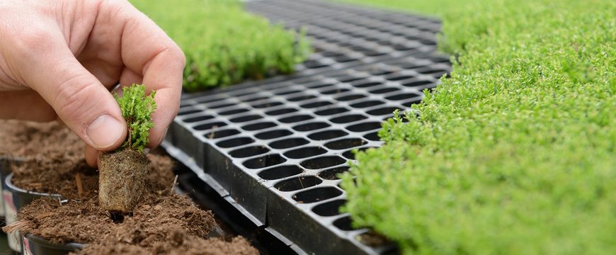Banner Pikieren von S&auml;mlingen im Gartenbau