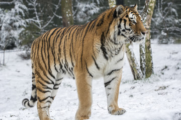 Fototapeta na wymiar Tiger im Schnee