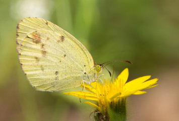 Dainty Sulphur butterfly, the smallest North American pierid resting on a yellow wildflower