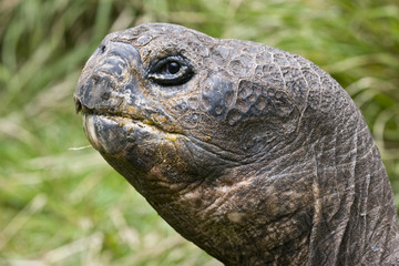 Closeup of the head of a giant galapagos tortoise photographed in Ecuador.