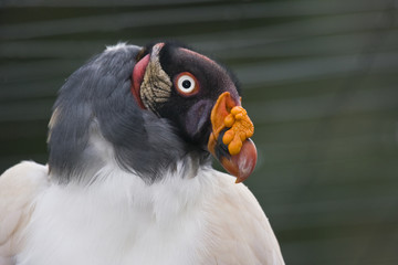 King Vulture, Sarcoramphus papa, photographed in the amazon in Ecuador