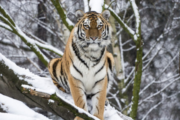 Tiger im Schnee