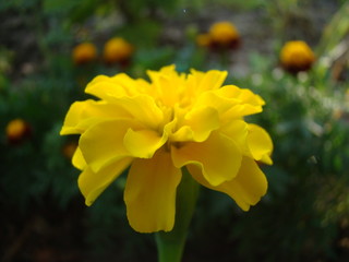 marigolds